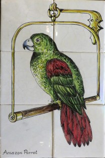 Amazon Parrot