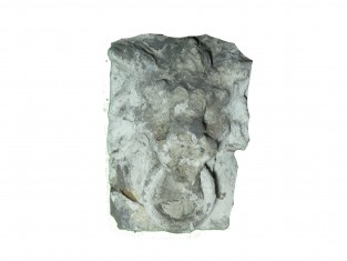 Ornament ring in leeuwenbek 2