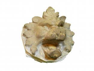 Ornament leeuwenmanen