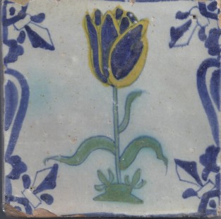 Tulp in Baluster