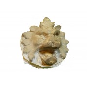 Ornament leeuwenmanen-20