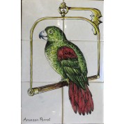 Amazon Parrot-20