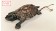 Antique Vienna bronze servant's bell, turtle. Antieke Weens bronzen dienstbode bel, schildpad.-01